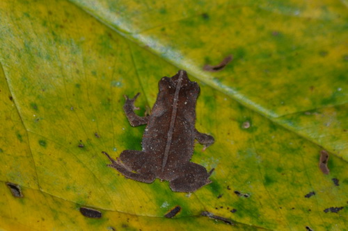 Rana peruviana  da determinare 1